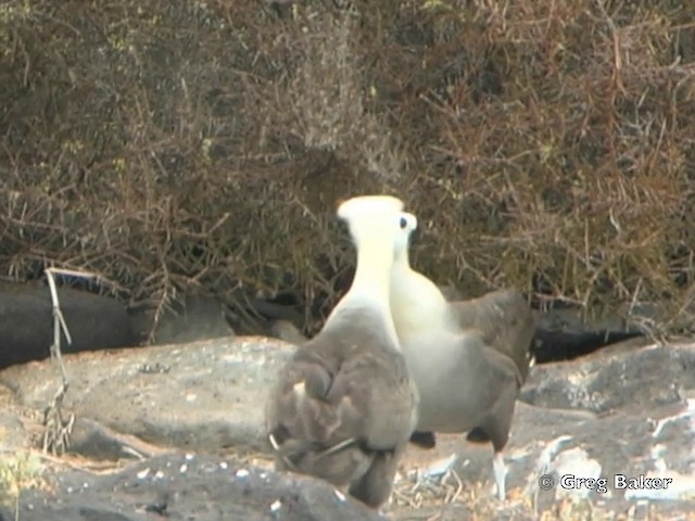  - Waved Albatross