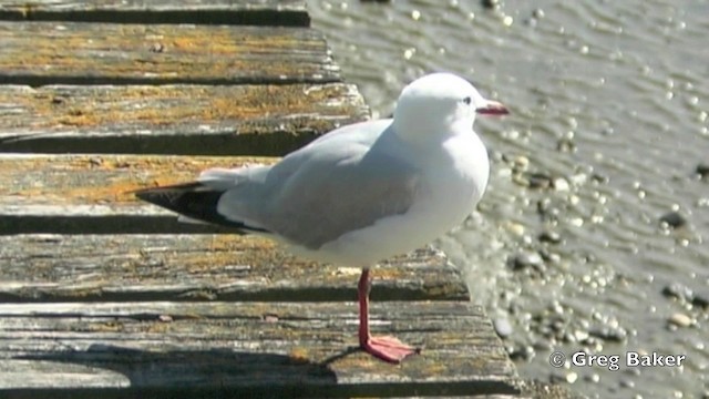 Silver Gull (Red-billed) - ML201803111