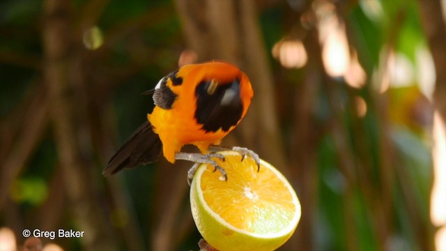  - Orange-backed Troupial