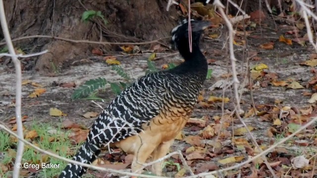 Bare-faced Curassow (Bare-faced) - ML201803521