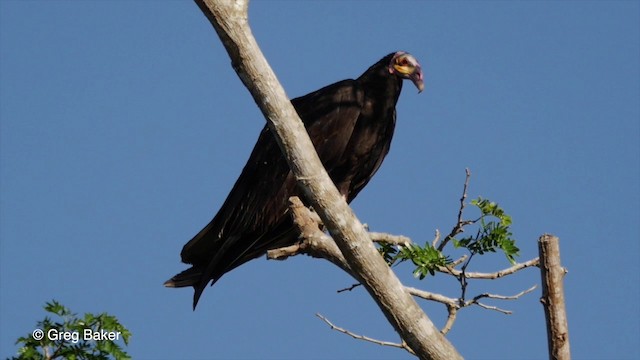 Lesser Yellow-headed Vulture - ML201803601