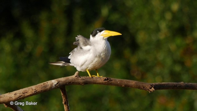  - Large-billed Tern