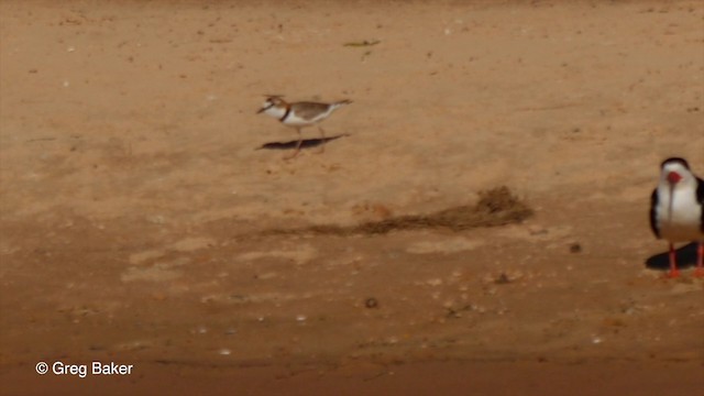Collared Plover - ML201803661