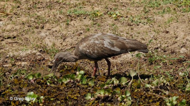 ibis běločelý - ML201803901