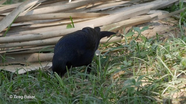 Chopi Blackbird - ML201803911