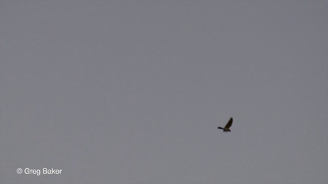 Band-tailed Nighthawk (Band-tailed) - ML201803931