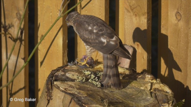 Eurasian Sparrowhawk - ML201803951