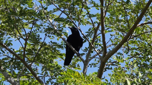 Cuban Crow - ML201804171