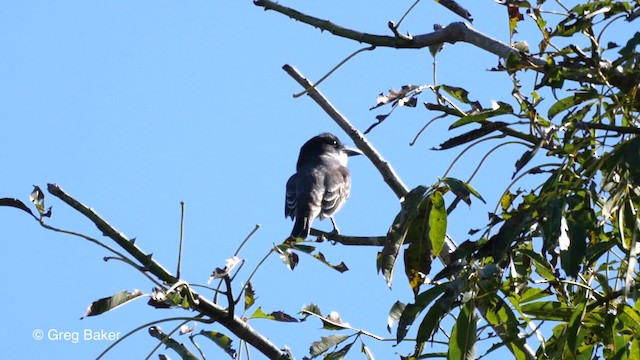  - Giant Kingbird