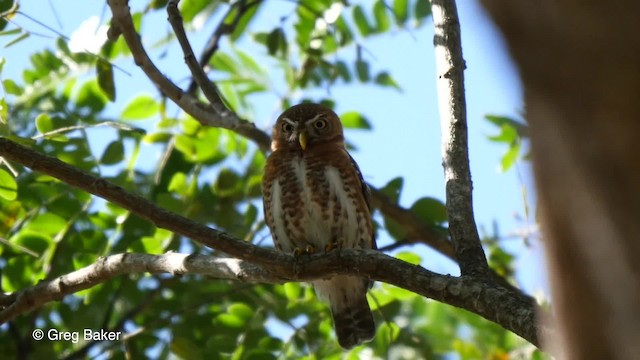 Cuban Pygmy-Owl - ML201804231
