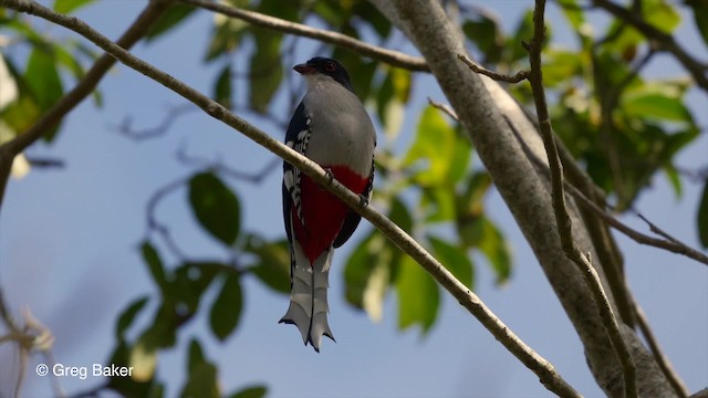  - Cuban Trogon