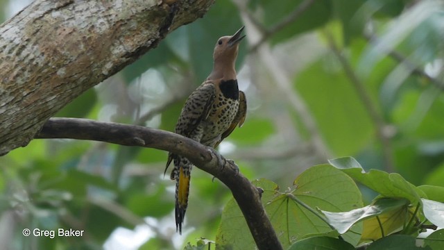 Pic flamboyant (chrysocaulosus) - ML201804271