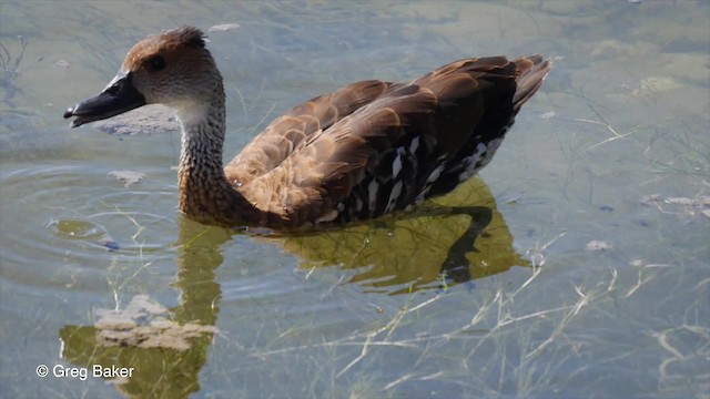 West Indian Whistling-Duck - ML201804331