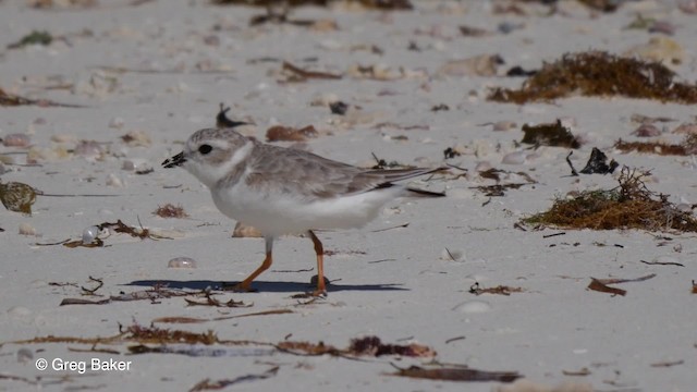 Piping Plover - ML201804541