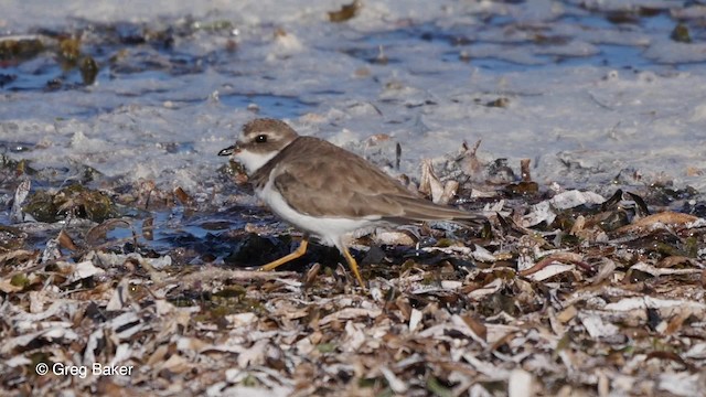 Semipalmated Plover - ML201804561
