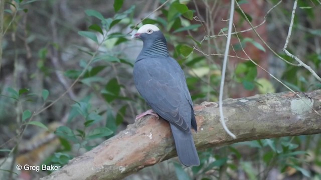 Pigeon à couronne blanche - ML201804791