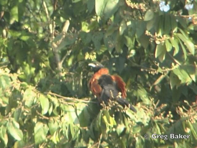 Short-toed Coucal - ML201804911