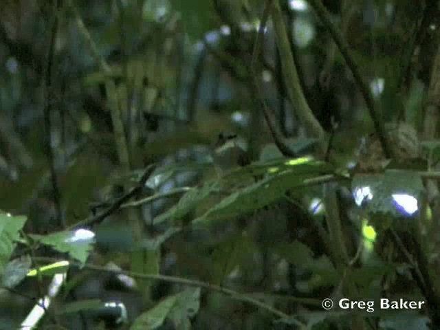 Gray-chested Jungle Flycatcher - ML201805091