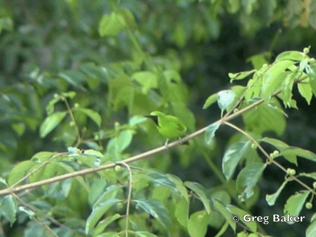 Lesser Green Leafbird - ML201805181