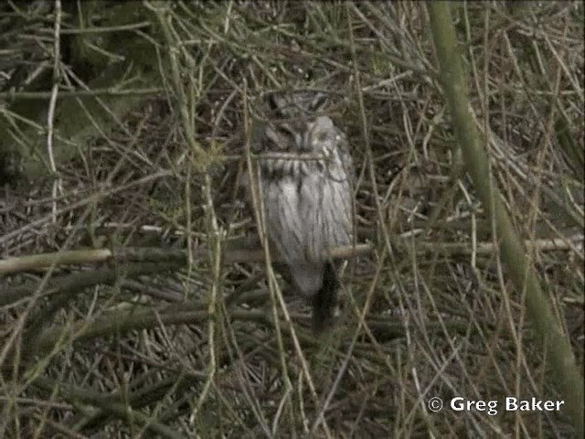 Long-eared Owl (Eurasian) - ML201805241