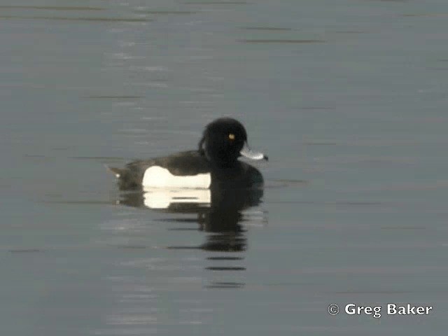 Tufted Duck - ML201805351
