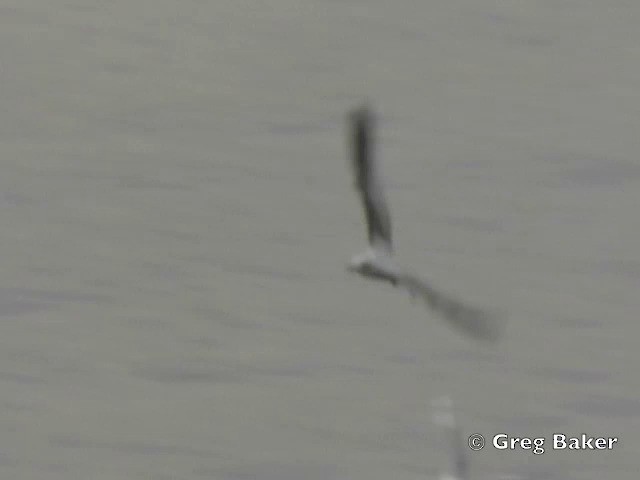 Черноголовая чайка - ML201805591