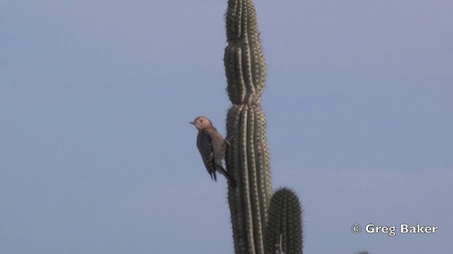 Gila Woodpecker - ML201805921
