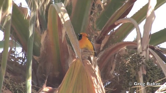 Hooded Oriole (nelsoni Group) - ML201805931