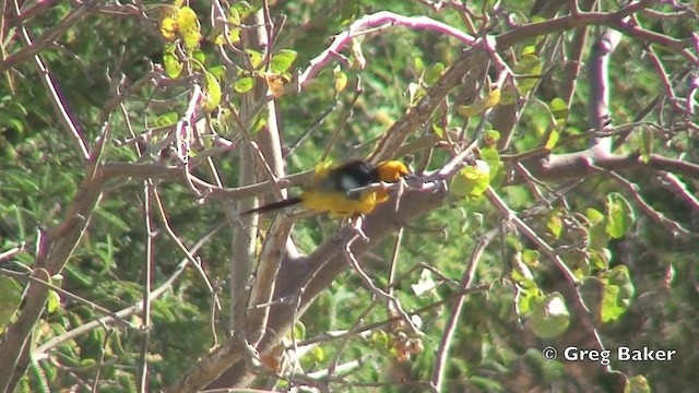 Hooded Oriole (nelsoni Group) - ML201806081