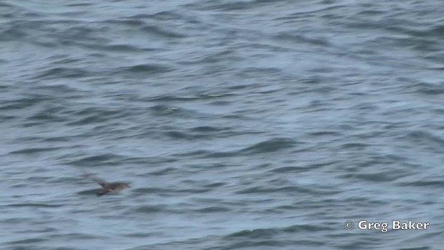Pink-footed Shearwater - ML201806141