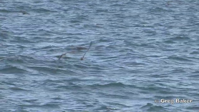 Pink-footed Shearwater - ML201806151