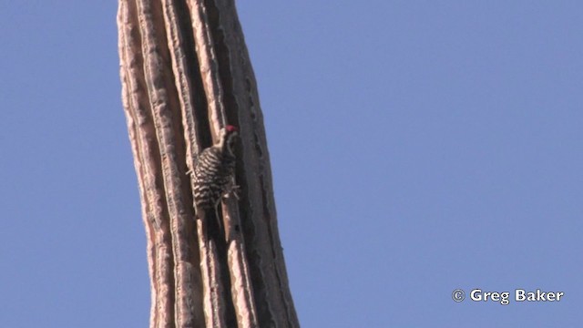 Ladder-backed Woodpecker - ML201806181