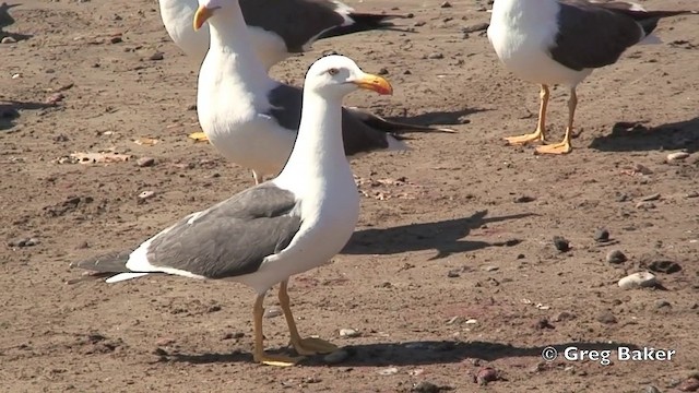Yellow-footed Gull - ML201806211