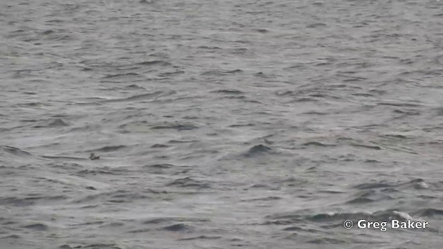 アメリカクロウミツバメ - ML201806311