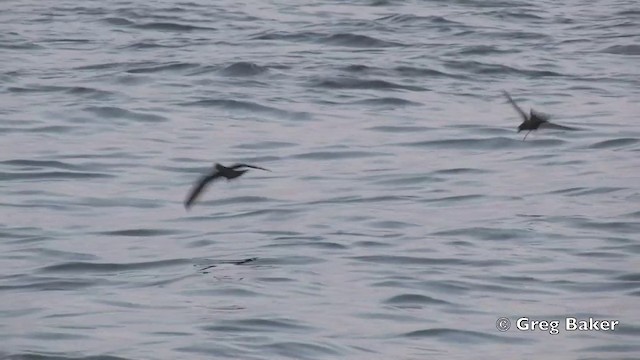  - Black Storm-Petrel