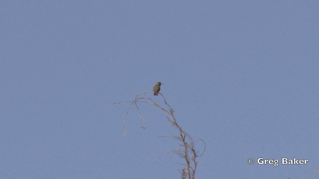 kolibřík pruholící - ML201806361