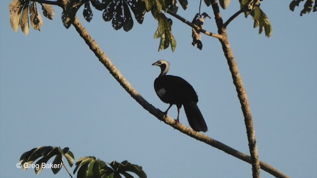 White-throated Piping-Guan - ML201806751