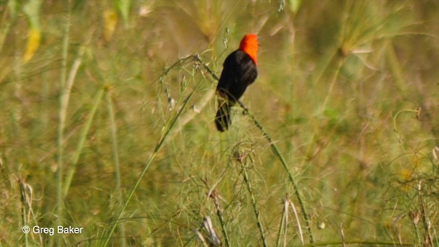 Scarlet-headed Blackbird - ML201806981