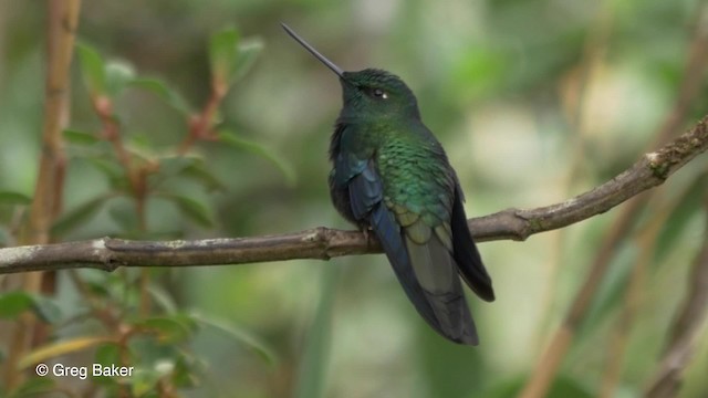 kolibřík modrokřídlý - ML201807281
