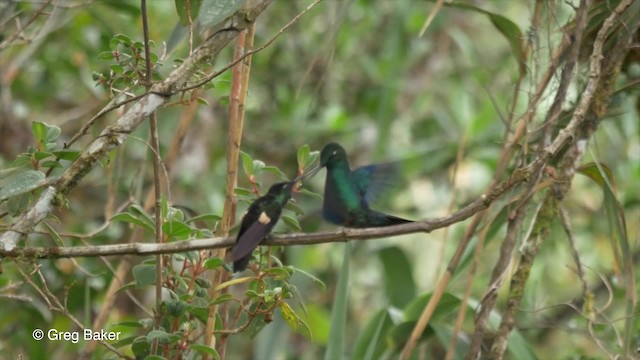kolibřík modrokřídlý - ML201807291