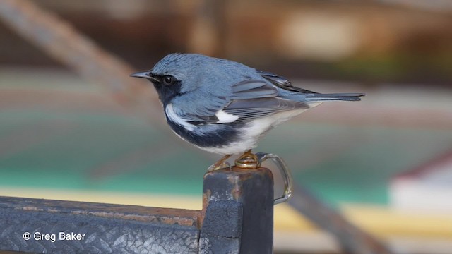Black-throated Blue Warbler - ML201807401
