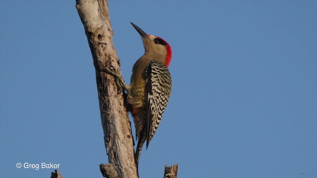 West Indian Woodpecker - ML201807591