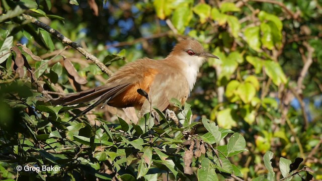  - Great Lizard-Cuckoo (Cuban)