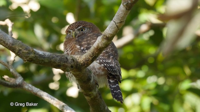  - Cuban Pygmy-Owl