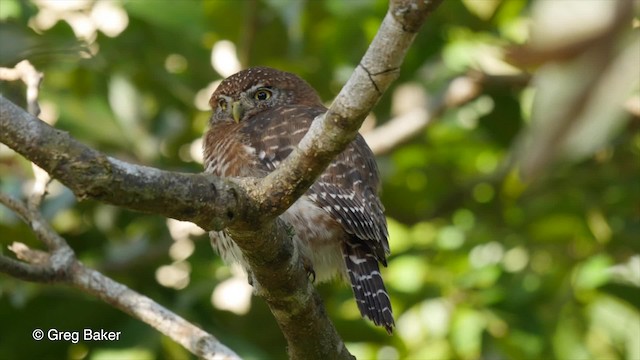 Cuban Pygmy-Owl - ML201807731