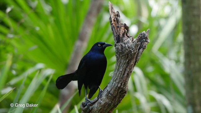 Greater Antillean Grackle - ML201807931