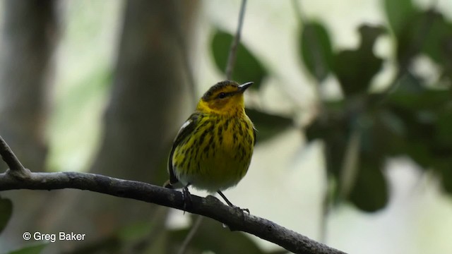 Cape May Warbler - ML201808041