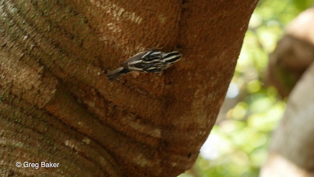 Black-and-white Warbler - ML201808091