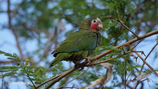 Cuban Parrot (Cuban) - ML201808101