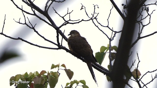  - Black-billed Cuckoo-Dove